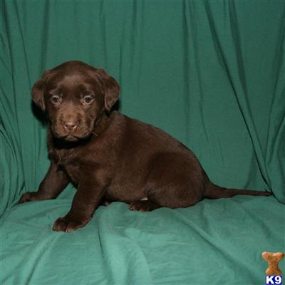 Puppies in OH
